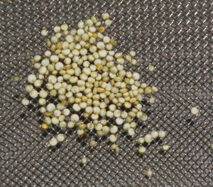 The quinoa is only a little larger than the holes in my finest mesh sifter.