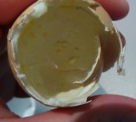 One shell without its egg