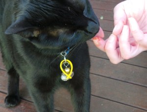 Truffles's daily vitamins.