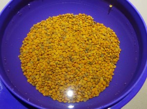 Teeny, tiny lentils! Aren't they sweet?