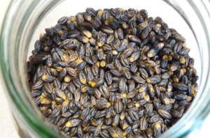 Black barley.