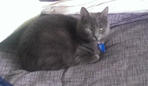 Sara - the accidental cat.