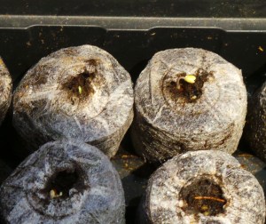 Budding lettuce seedlings.