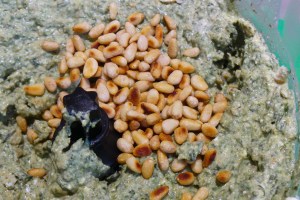 Stir them through, don't whaz them!